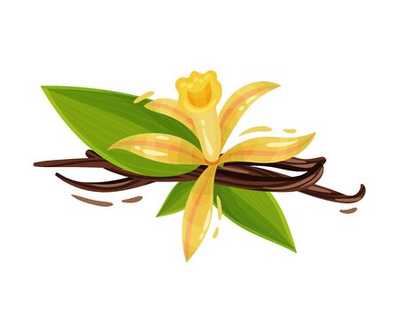 Vanilla Flower and Dried Sticks Isolated on White Background Vector Compositionのイラスト素材