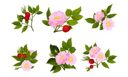 Briar Blossomed Flowers with Rosehips Isolated on White Background Vector Setのイラスト素材