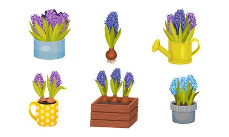 Hyacinth Flower Bunch in Blue Color Growing in Flowerpot and Wooden Crateのイラスト素材