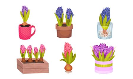 Hyacinth Bulbous Plant Growing in Flowerpot and Wrapped in Wooden Crate Vector Setのイラスト素材