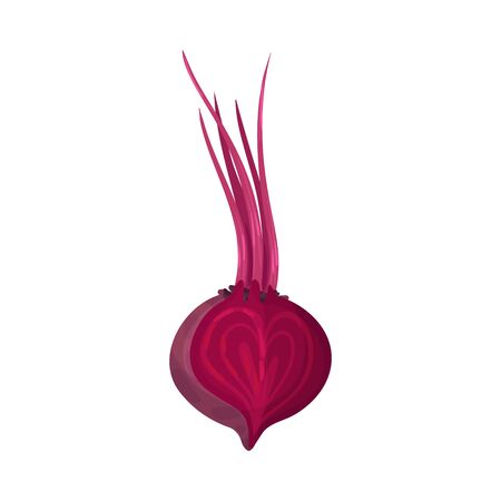 Whole Beet Root With Cutout Piece Vector Illustration. Raw Purple Organic Vegetable and Agricultural Crop for Healthy Eatingのイラスト素材