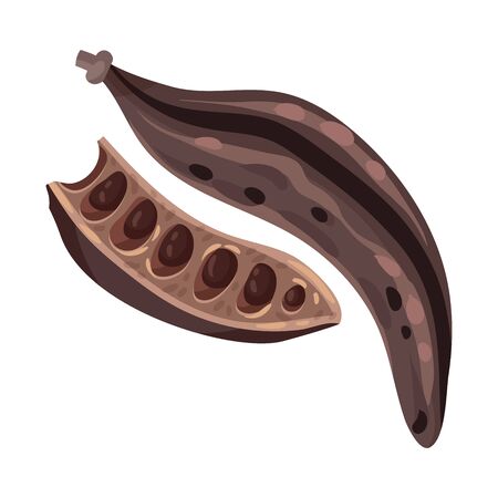 Carob Pod with Seeds Inside Isolated on White Background Vector Illustrationのイラスト素材