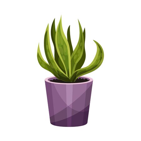 House Plant with Long Pointed Leaves Growing in Pot Vector Illustration. Home Interior Decor and Botanical Decoration Conceptのイラスト素材