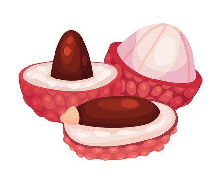 Lychee Fruit with Sweet Flesh and Brown Seed in Rough Red Skin Vector Illustrationのイラスト素材