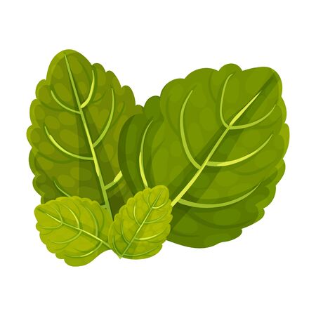 Aromatic Oblong Mint Leaves with Veins Isolated on White Background Vector Illustration. Perennial Kitchen Herb or Flavoring Condiment Conceptのイラスト素材