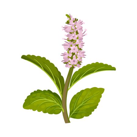 Fresh Green Mint Leaves and Blossoming Flower Vector Illustrationのイラスト素材