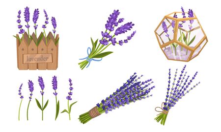 Lavender Floral Twigs Tied in Bunches, Growing in Flowerbed and Scattered Vector Setのイラスト素材