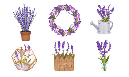 Lavender Floral Twigs Tied in Bunch, Growing in Flowerbed and Arranged in Wreath Vector Setのイラスト素材