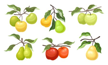 Ripe Apples and Pears Fruits Hanging on Branches with Veined Leaves Vector Set. Fruit Trees Growing in Garden Conceptのイラスト素材