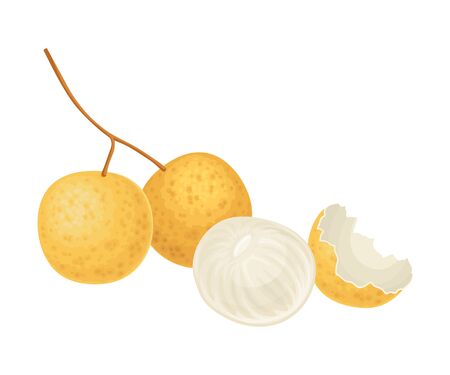 Longan Fruit of Circular Shape Showing Translucent Flesh Vector Illustration. Sweet Juicy Ripe Fruit as Fresh Organic Nutrition and Antioxidant Productのイラスト素材