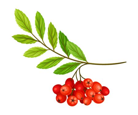 Cluster of Rowan Berries Hanging from Leafy Tree Branch Vector Illustrationのイラスト素材