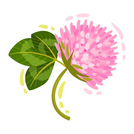 Purple Trifolium or Clover Flower Head on Green Stem with Trifoliate Leaves Vector Illustration. Perennial Herbaceous Plant Growing Freelyのイラスト素材