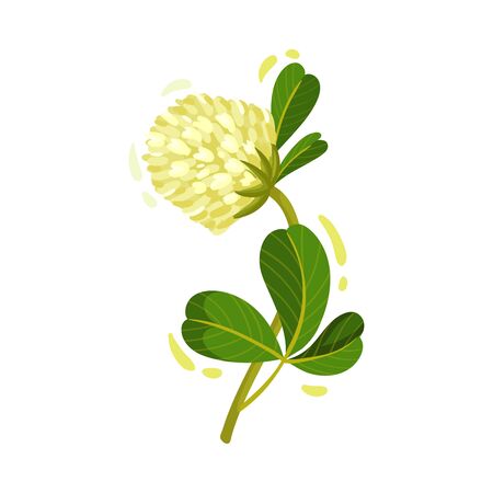 White Trifolium or Clover Flower Head on Green Stem with Trifoliate Leaves Vector Illustration. Perennial Herbaceous Plant Growing Freelyのイラスト素材