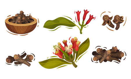 Dried Clove in Bowl and Blossomed Flower Buds Vector Set. Aromatic Seasoning Used in Culinary and Cosmetic Conceptのイラスト素材