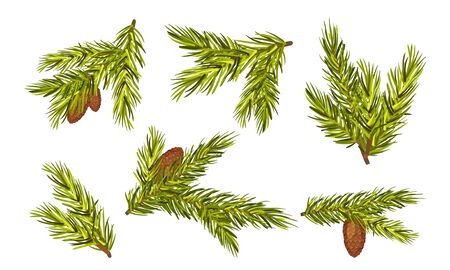Fir Tree Branches with Fir Cones Hanging from It Vector Set. Evergreen Needle Leaf Tree Branches Conceptのイラスト素材