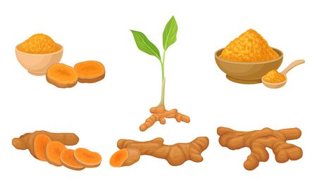 Turmeric Plant with Root and Powder in Bowl Vector Setのイラスト素材