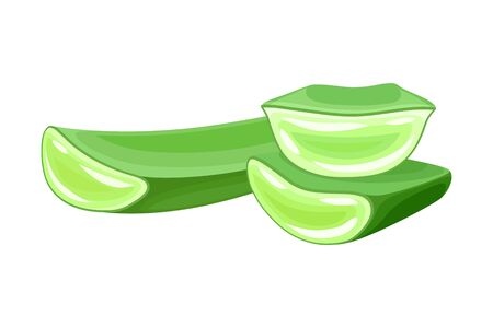 Aloe Vera Thick Fleshy Leaves Pieces as Flowering Succulent Plant Vector Illustration. Green Tubular Plant Cultivated for Assorted Pharmaceutical Purposesのイラスト素材
