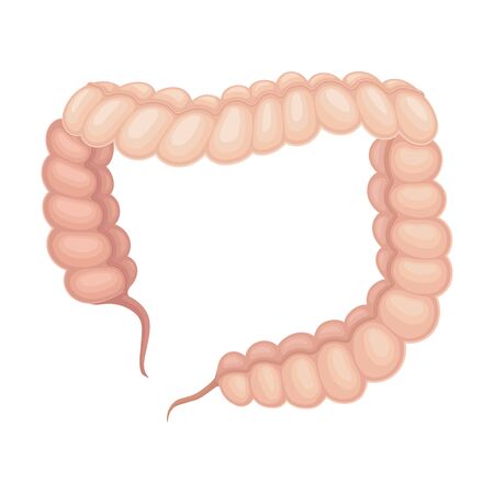 Colon or Large Gut as Donor Organ for Transplantation Isolated on White Background Vector Illustrationのイラスト素材