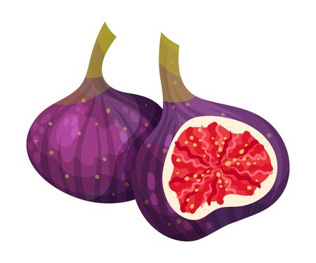 Fig Fruit Cross Section Showing Bright Flesh with Small Seeds Inside Vector Illustrationのイラスト素材