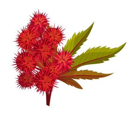 Ricinus or Castor Oil Plant with Green Palmate Leaves and Red Fruit Vector Illustrationのイラスト素材