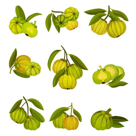 Garcinia Cambogia Fruit Looking Like Small Green Pumpkin Vector Setのイラスト素材