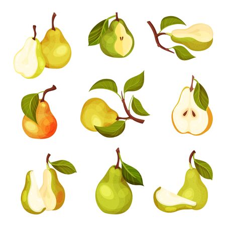 Pomaceous Pear Fruit with Upper End of Flower Stalk and Green Fibrous Leaf Vector Set. Garden Plant for Fresh Vitaminic Eatingのイラスト素材