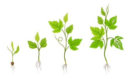 Green Grapevine Growing with Sprout and Young Plant with Roots for Planting Vector Setのイラスト素材