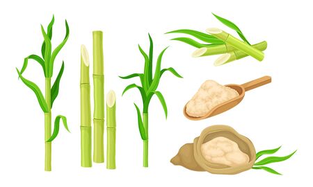 Sugar Cane Unbranched Stems with Leaves and Superfood like Brown Granulated Sugar Vector Setのイラスト素材