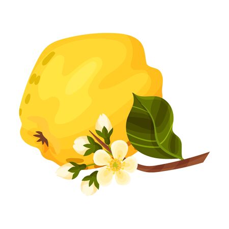 Whole Quince and Blossoming Flower Branch Vector Illustration. Bright Golden-yellow Mature Fruit with Intense Aroma and Tart Flavorのイラスト素材