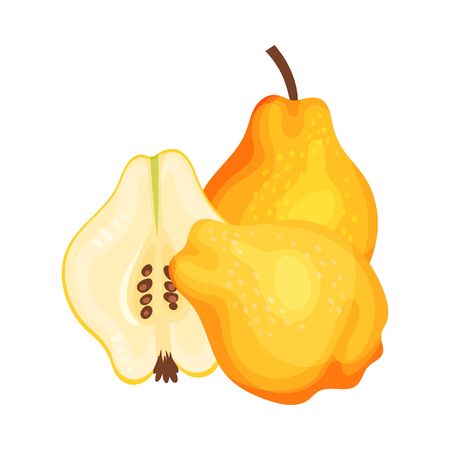 Whole and Halved Quince Showing Seeds and Flesh Vector Illustration. Bright Golden-yellow Mature Fruit with Intense Aroma and Tart Flavorのイラスト素材