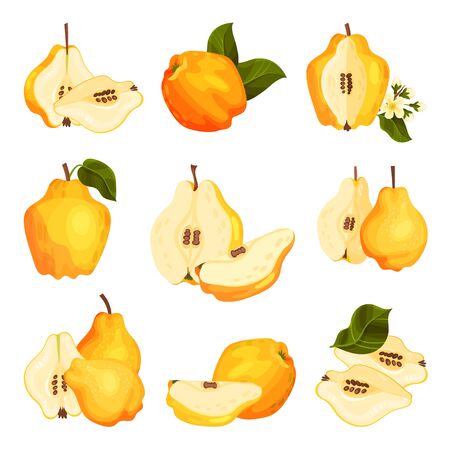 Quince Pome Fruit Whole and Halved Vector Set. Bright Golden-yellow Mature Fruit with Intense Aroma and Tartnessのイラスト素材
