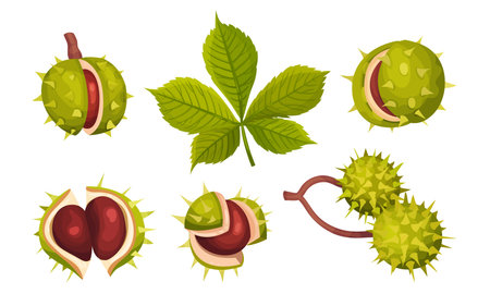 Chestnuts in Cracked Shell with Prickles and Pointed Oblong Leaves Vector Setのイラスト素材