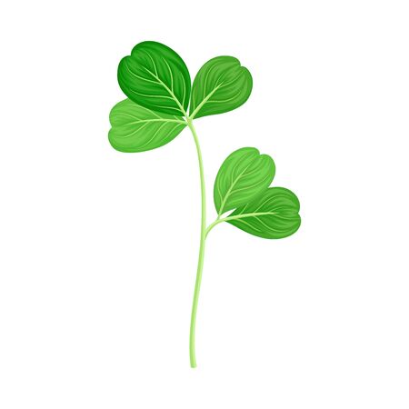 Green Trifoliate Clover Leaf on Stem Vector Illustrationのイラスト素材