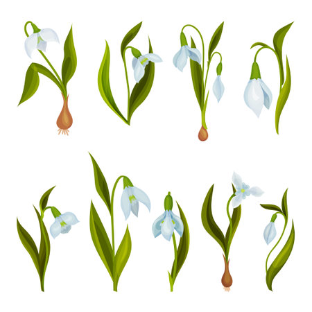 Galanthus or Snowdrop with Linear Leaves and Single White Drooping Bell Shaped Flower Vector Setのイラスト素材