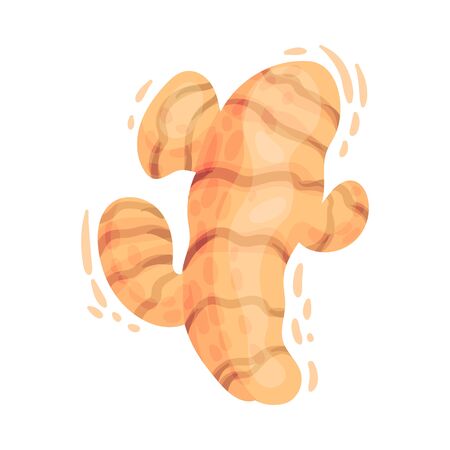 Turmeric Rhizome or Root Isolated on White Background Vector Illustrationのイラスト素材