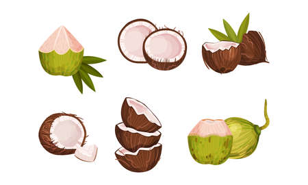 Whole and Halved Coconut with Hard Shell and Fibrous Husk Vector Setのイラスト素材