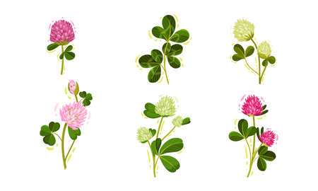 Clover or Trifolium Flowering Plant with Trifoliate Leaves and Flower Buds Vector Setのイラスト素材