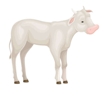 Calf Standing Isolated on White Background Vector Illustrationのイラスト素材