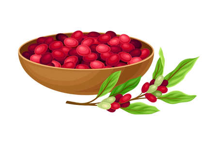 Coffea Plant Branch with Ripe Edible Fruits in Bowl Vector Illustration. Commodity Crop with Red Berries Containing Coffee Beansのイラスト素材