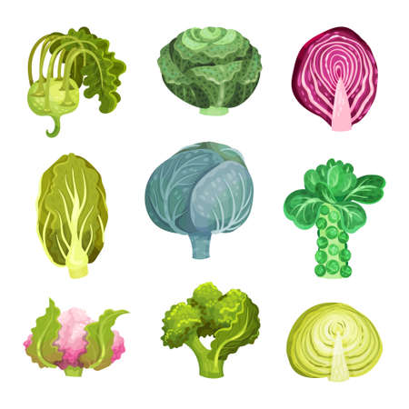 Different Cabbage with Broccoli and Pak Choi Setのイラスト素材