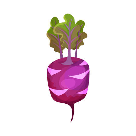 Kohlrabi or Kale Turnip as Raw Salad Ingredient Illustrationのイラスト素材
