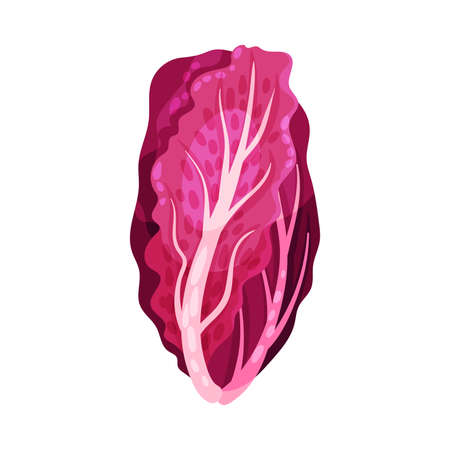 Red Kale or Cow Cabbage as Raw Salad Ingredient Illustrationのイラスト素材