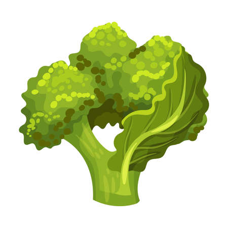 Broccoli or Winter Cauliflower on Stalk as Raw Salad Ingredient Vector Illustrationのイラスト素材
