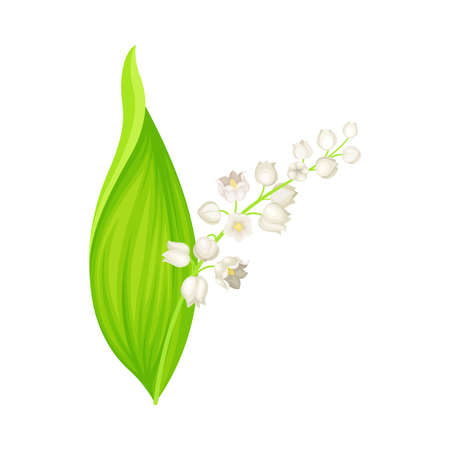 Lily of the Valley with Pendent Bell-shaped White Flowers Vector Illustrationのイラスト素材