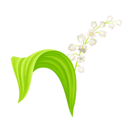 Lily of the Valley or May Bells with Oblong Green Leaf and Pendent Bell-shaped White Flowers Vector Illustrationのイラスト素材