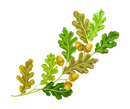 Oak Tree Branch with Green Leaves and Acorns Vector Illustrationのイラスト素材