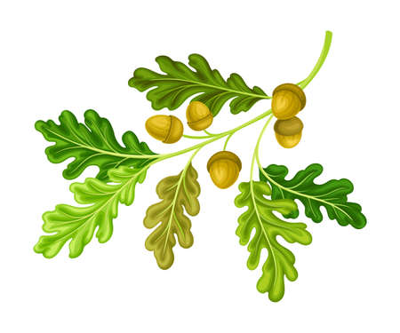 Oak Tree Branch with Green Leaves and Acorns Vector Illustrationのイラスト素材