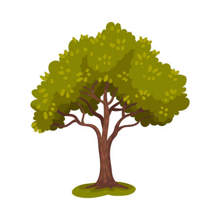 Tree with Trunk and Lush Crown or Foliage as Forest Element Vector Illustrationのイラスト素材