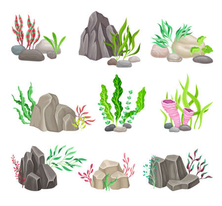Angulated and Smooth Sea Stones with Seaweeds and Algae Vector Composition Setのイラスト素材