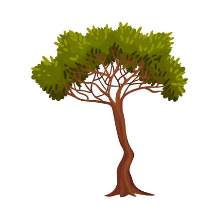 Tree with Exuberant Green Foliage and Trunk Vector Illustrationのイラスト素材